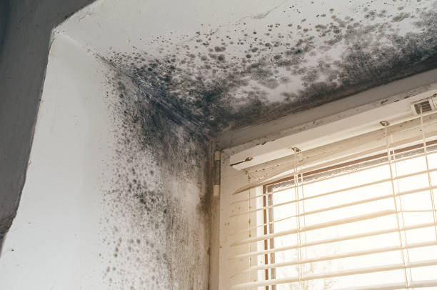 Affordable Attic Mold Removal solutions in Garland, NC